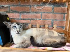 -豆逗聊愈猫阁Easy Life