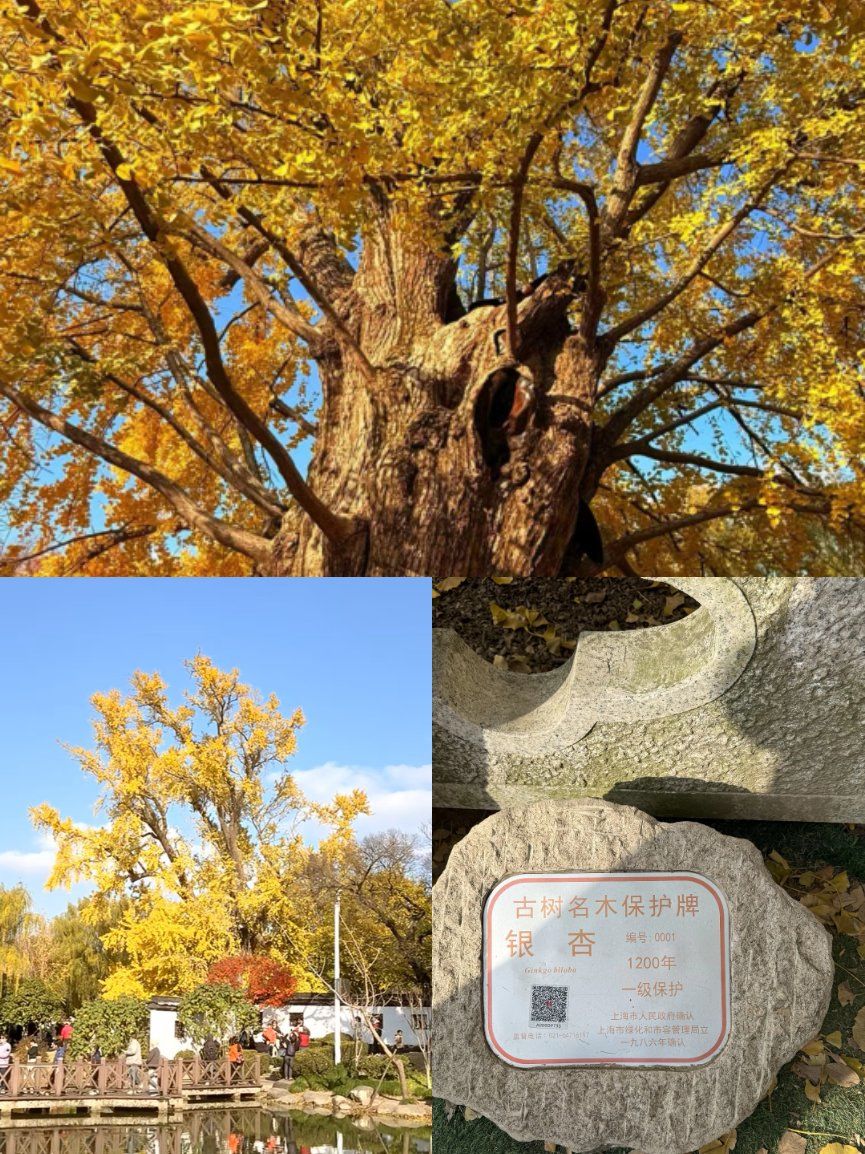在嘉定区的古树公园的镇园之宝
一颗一千两百多年的银杏树
依然