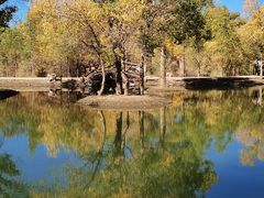 -金塔沙漠胡杨林景区