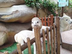 -杭州开元森泊度假乐园