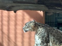 -青藏高原野生动物园