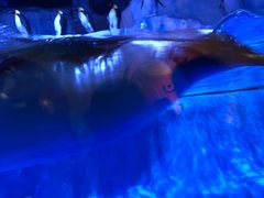 -芜湖新华联大白鲸海洋公园