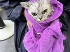 -宠颐生宠物医院·犬猫全科·皮肤科(商业街店)