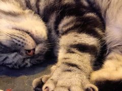 -平行世界·猫咖(首经贸店)