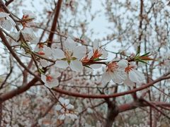 -桃花堤公园