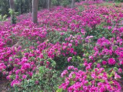 -梧桐山风景名胜区