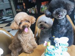 -Oh My Dog宠物沙龙(伊珊娜皮毛护理店)