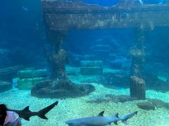 -海合安青岛极地海洋公园