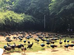 -西双版纳勐泐文化旅游区