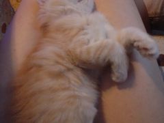 -Sirena海妖日咖夜酒