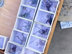 -中环花鸟鱼虫市场
