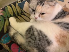 -猫色咖啡·猫咖