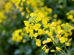 -宣兔头(马家场店)