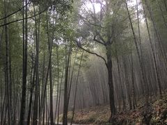 -广州市石门国家森林公园