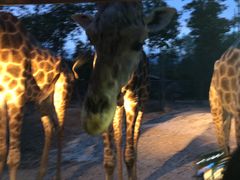 -清迈夜间动物园