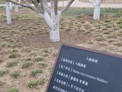 -海棠花溪(元大都城垣遗址公园)
