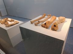 -安阳博物馆
