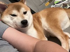 -爱侣宠医·鹦鹉专科·小型哺乳类·异宠专科(灵石路店)