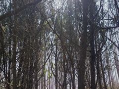 -东平国家森林公园