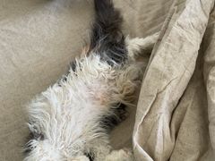 -爱侣宠医·鹦鹉专科·小型哺乳类·异宠专科(灵石路店)