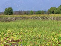 -野鸭湖国家湿地公园