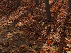 -羊亭河湿地公园