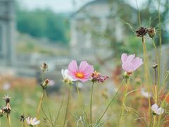-清风小镇闯关东影视基地