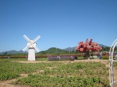 -北京东方普罗旺斯薰衣草庄园
