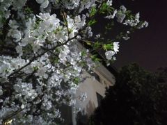-武汉大学-樱园