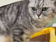 -共舞时光猫咖·狗咖(新街口店)