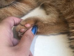 -飞行喵MR PILOT|猫舍·猫咖(静安大融城店)