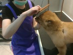 -PETKIT 小佩宠物·低压洗护·美容·寄养(安远店)