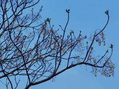 -盘龙城国家考古遗址公园