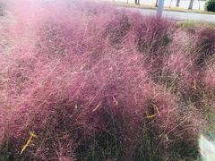 -石家庄市植物园