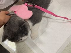 -宠爱国际动物医院· 猫科· 外科·中兽医(长白店)