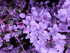 -西北湖绿化广场