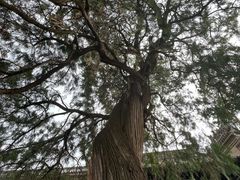 -仓颉庙
