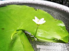 -秦美花卉(天朗·莱茵小城2期店)