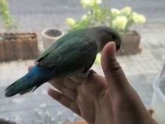 -吉丁鸟咖·异宠·寄养