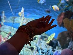 -暹罗海洋世界