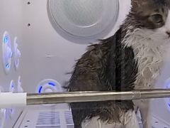-爱洗澡的猫(天河路店)