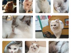 -瞄一喵猫咖(格力海岸店)