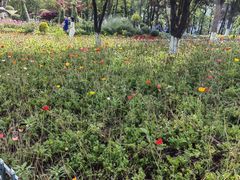 -铁山坪森林公园