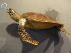 -亚龙湾中心广场·贝壳馆