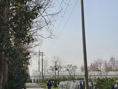 -上海长兴岛郊野公园