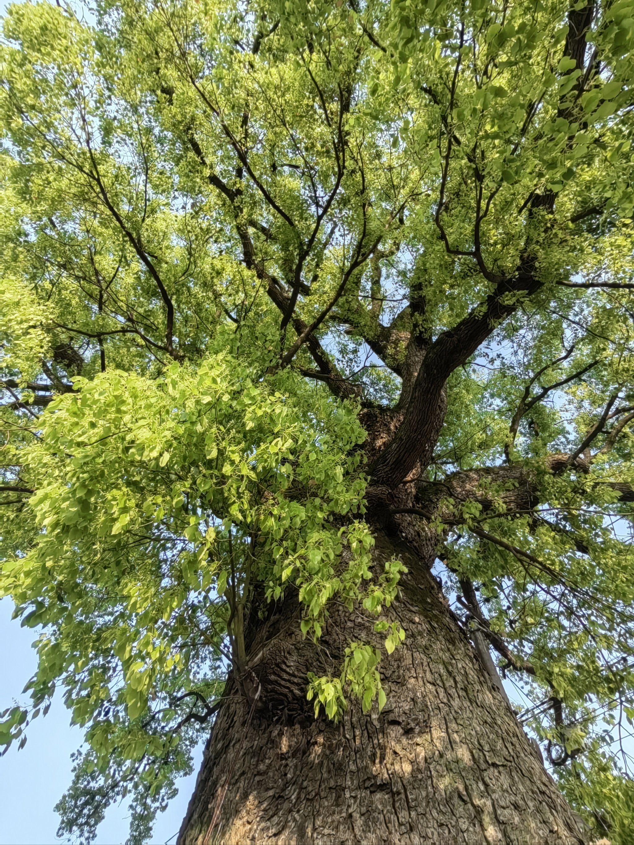 610年樟树