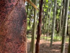 -大奇山国家森林公园