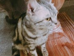 -猫色咖啡·猫咖