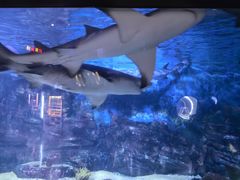 -烟台海昌鲸鲨海洋公园