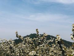 -树山生态村